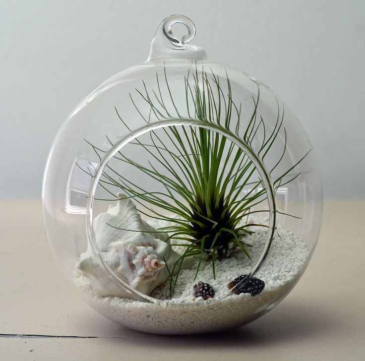 Gl Terrarium Bowls For Plants New House Designs 53 Best Air Plant Collection Images On Pinterest Plants Amazing Recycled Gl Terrariums
