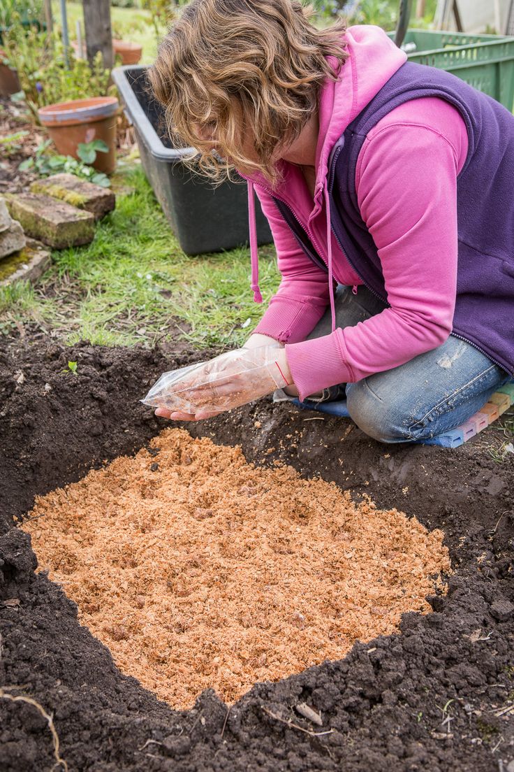 Im Garten Essbar essbare pilze im garten z 252 chten so legt ein pilz Im Garten Essbar essbare pilze im garten z 252 chten so legt ein pilz