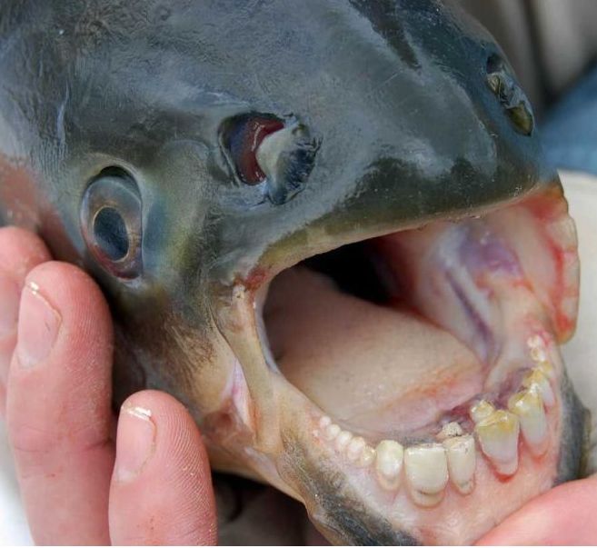 Hairy Benley Fish Teeth Hairy Benley Fish Teeth