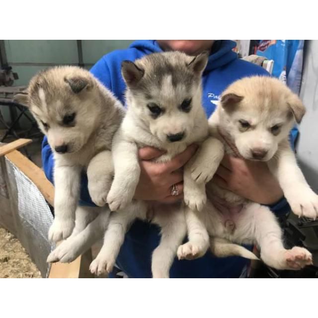 a person holding four puppies in their arms