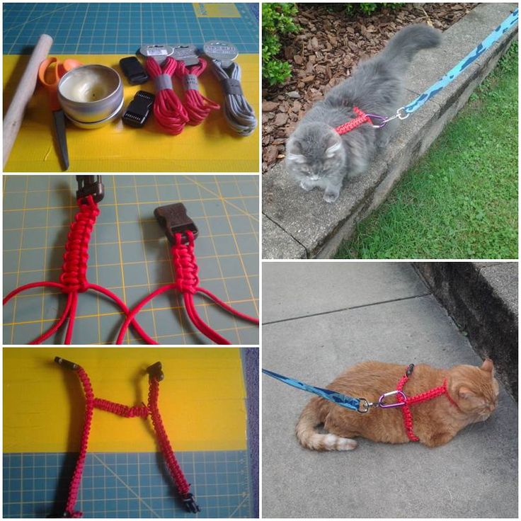 images Paracord Ferret Harness 62 ideeen over frett fretten caviakooi cavia kooi