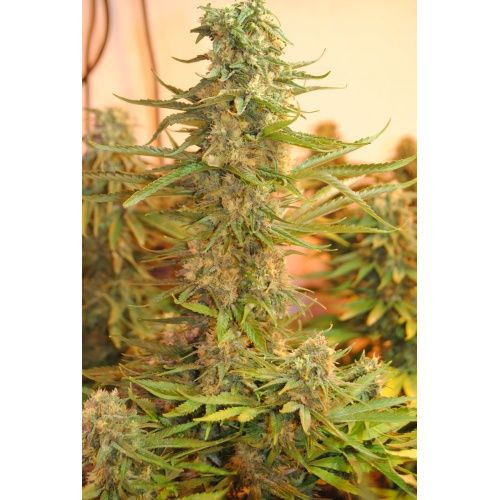 39 cannabis seeds