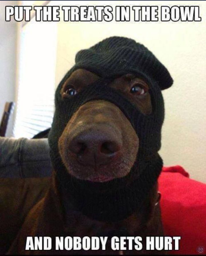 best 20 dog memes ideas on pinterest funny dog memes, smiling 11d208e35e1c1288ea8f3d596a7eafda bowls funny things best 20 dog memes ideas on pinterest funny dog memes, smiling,Dog Funny Meme