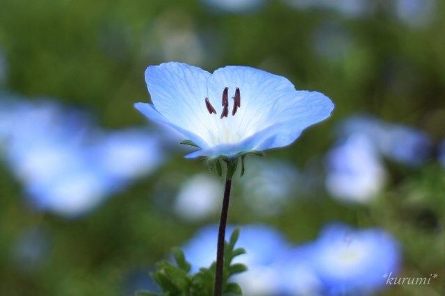 ネモフィラの育て方 種まきの時期 やり方から上手な増やし方まで解説 Botanica 種まき きれいな花 春蘭