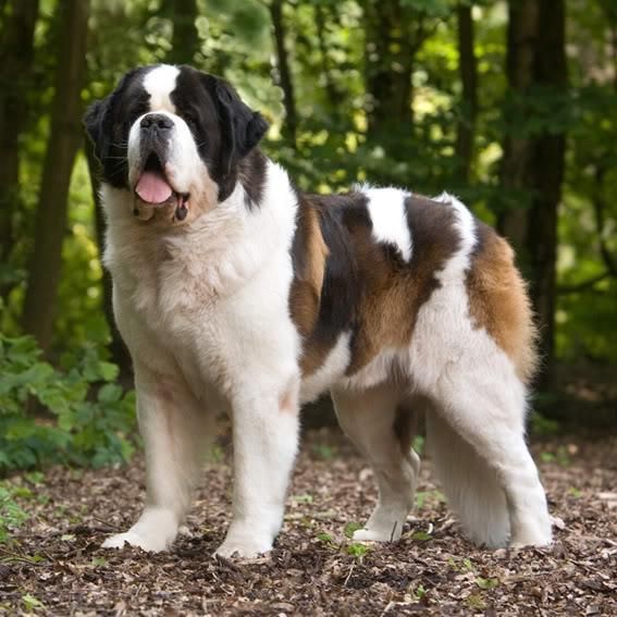 Best Dog Food For St Bernard Best Dog Food For St Bernard