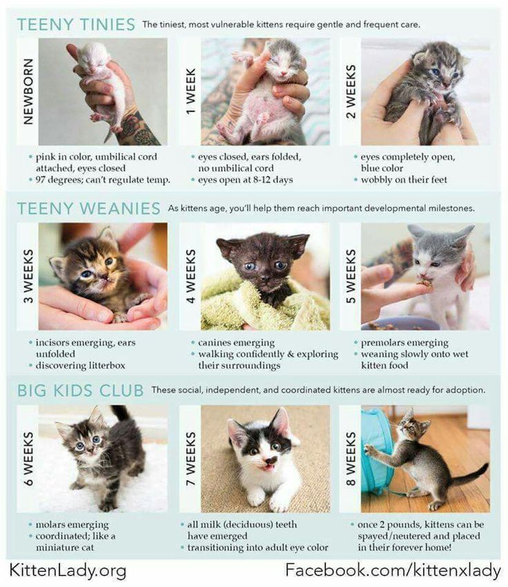 Pin by Kelsey Christ on Cats! | Kitten care newborn, Kitten care