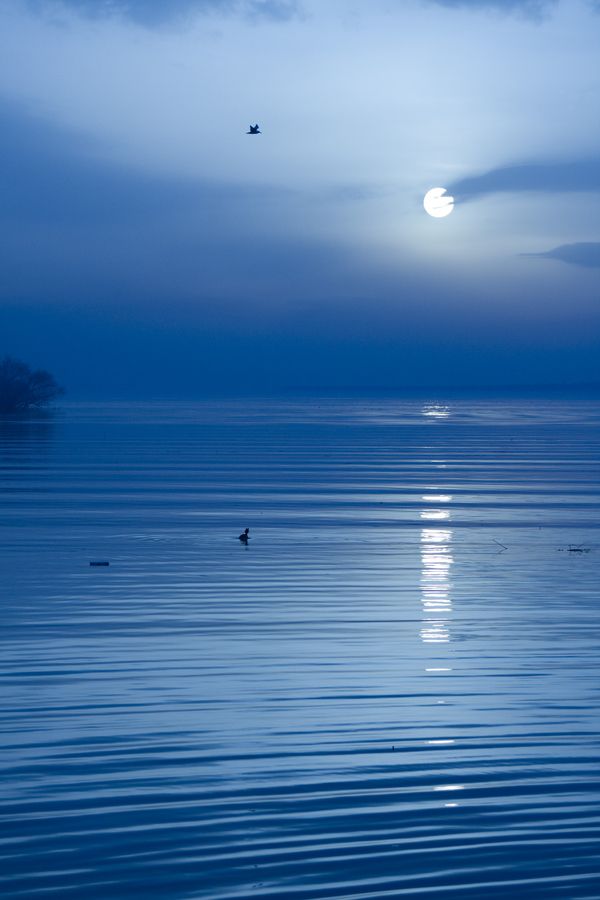 This is the most serene image ever, light sunset or moonlight splaying over a calm body of water!  Nothing in the world brings me to peace in nature quite like this