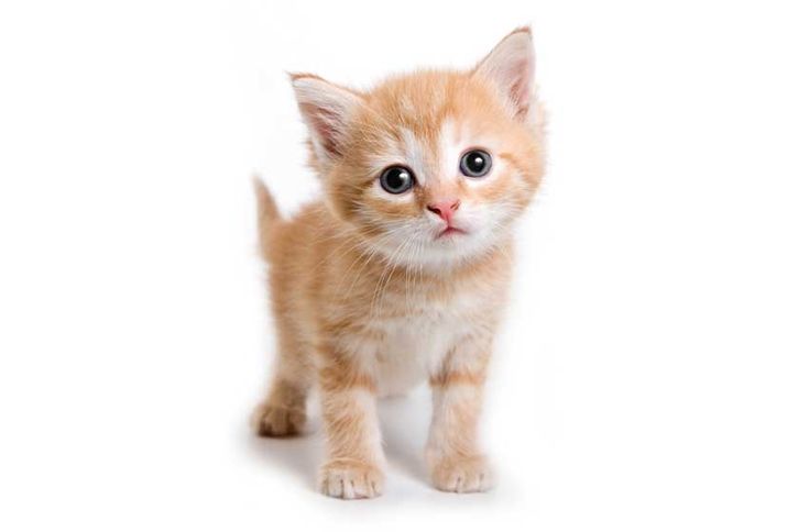 Meo Vang Cat Background Cat Spray Cat Posters