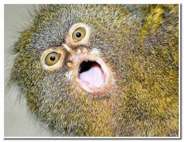 Pygmy Marmoset Want One Weird Looking Animals Creepy