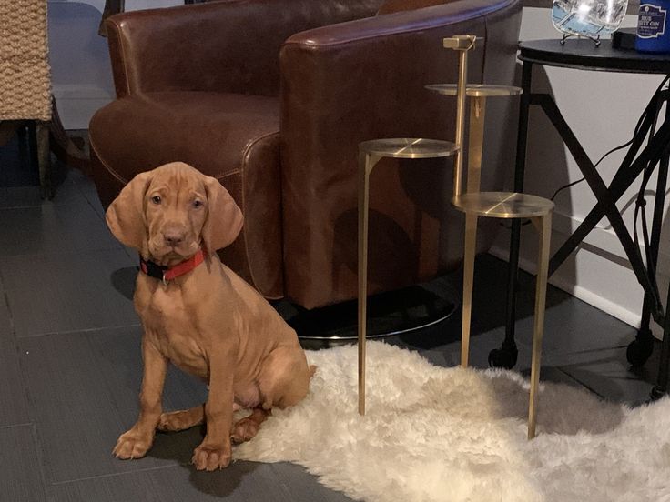 vizsla dogs for sale in florida