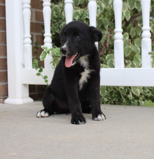 Steph Australian Shepherd Puppies For Sale Puppies Near Me