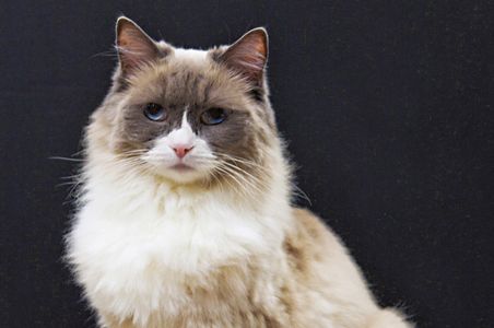 Matilda The Cat Video Matilda The Cat Video