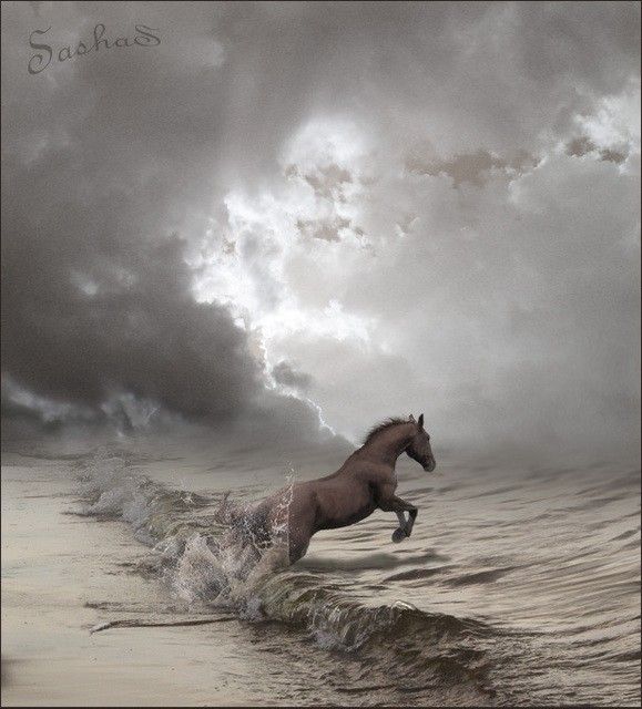 3268 best Horses images on Pinterest Beautiful horses, Horse and - Horse Sales Contracts 3268 best Horses images on Pinterest Beautiful horses, Horse and - Horse Sales Contracts
