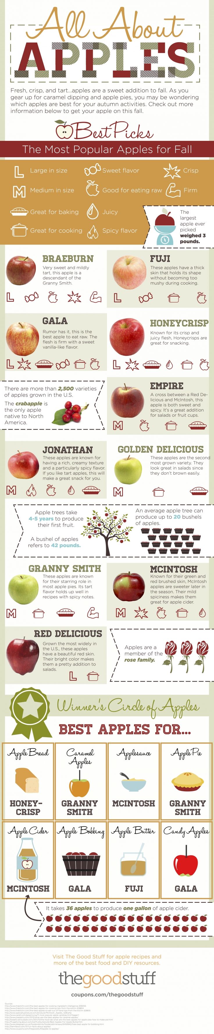 best apples for apple pie chart apple chart fruit