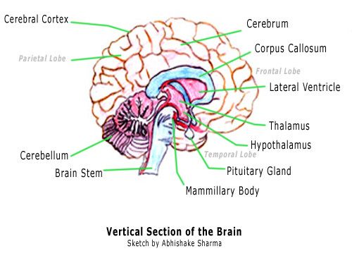Brain diagram and labels