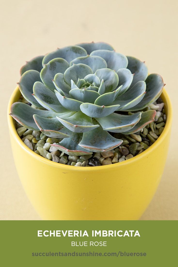 echeveria imbricata blue rose succulents and sunshine echeveria imbricata succulents echeveria