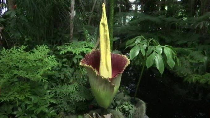 New Yorkers flock to foul flower | Corpse flower, Flowers, Botanical
