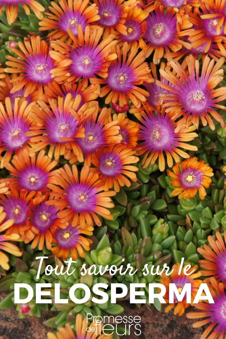 Delosperma, pourpier vivace : planter et cultiver Vivaces Delosperma, pourpier vivace : planter et cultiver Vivaces