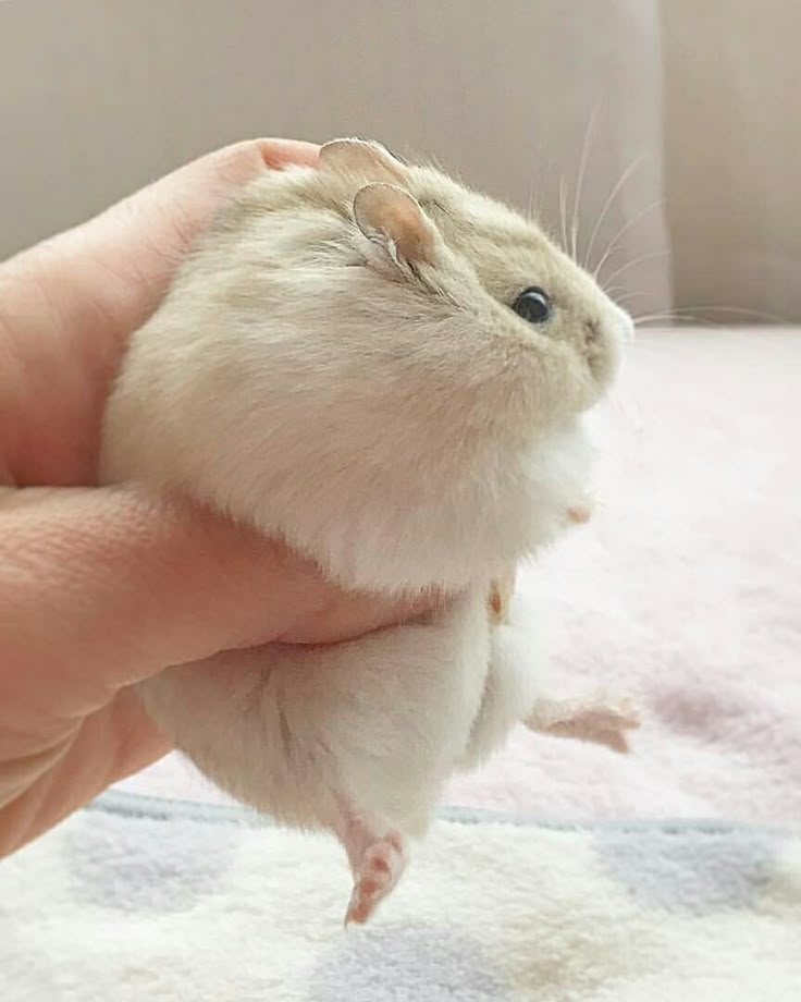 Zhivotnye Animals おしゃれまとめの人気アイデア Pinterest Ekaterina Grin かわいいハムスター 可愛い ハムスター ハムスター Zhivotnye Animals おしゃれまとめの人気アイデア Pinterest Ekaterina Grin かわいいハムスター 可愛い ハムスター ハムスター