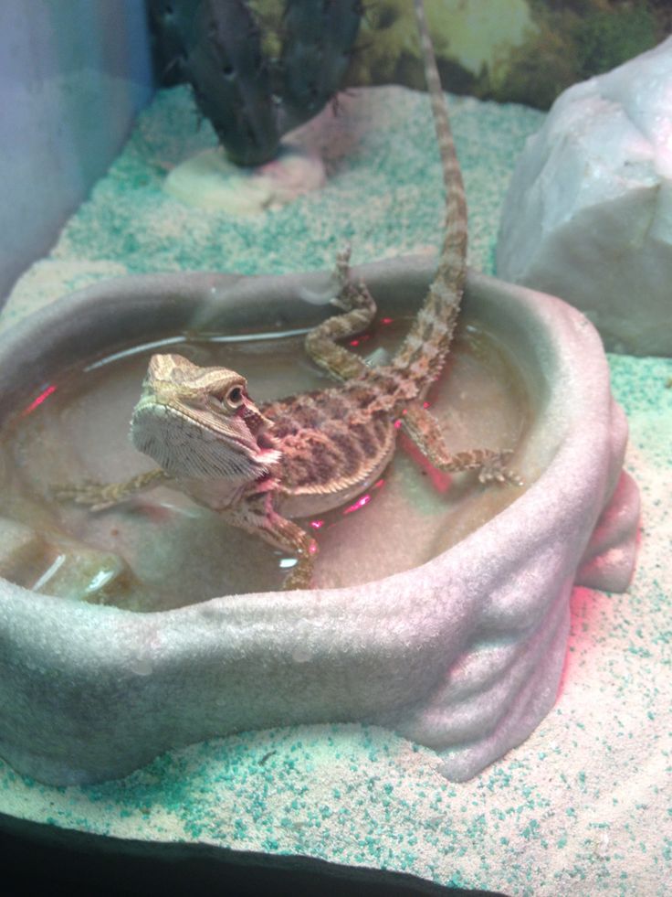 Chicken Baby Food For Bearded Dragon Chicken Baby Food For Bearded Dragon