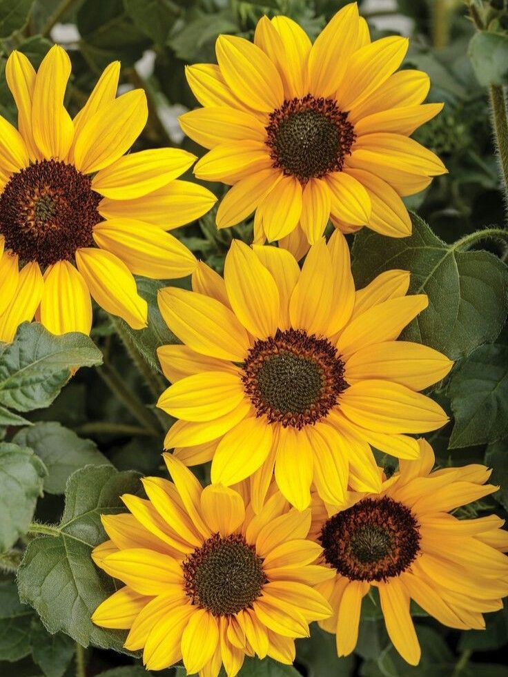 Fondo De Pantalla Foto Fotografía Pinterest Rojo Carmesí Flores Flor Girasol Girasoles Ama Sunflower Pictures Sunflower Flower Types Of Sunflowers