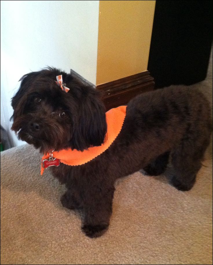 pictures of yorkie poo haircuts best 25 yorkie poo puppies ideas on york poo black yorkie poo and pictures of yorkie poo haircuts best 25 yorkie poo puppies ideas on york poo black yorkie poo and