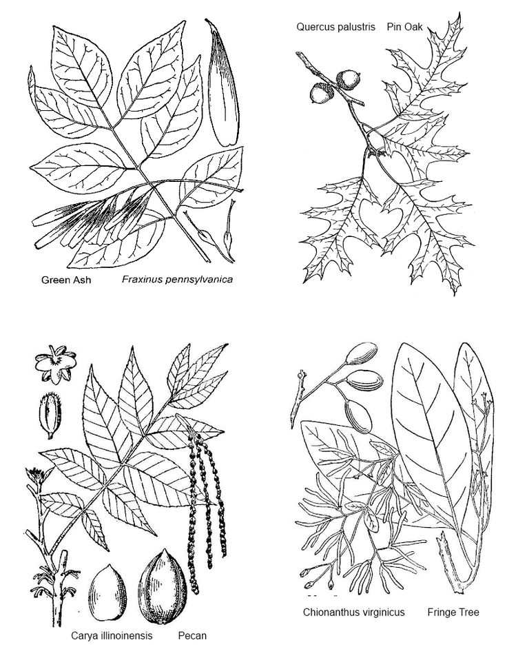 Download Check more at https://bo-peep.club/leaf-identification-coloring-pages/ | Tree id, Leaf ...