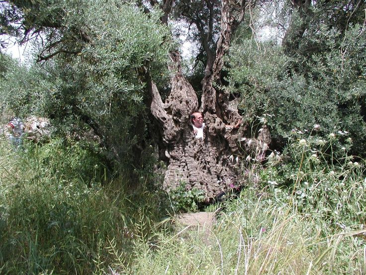 plant a tree in israel canada