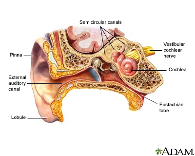 external ear anatomy