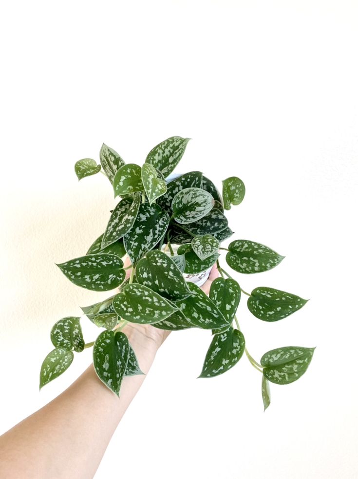 Pothos white and green