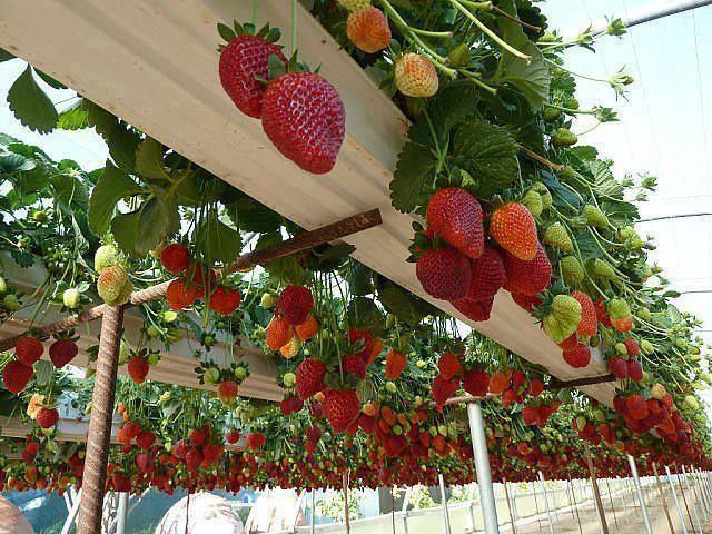 best 25+ vertical vegetable gardens ideas only on pinterest | tiny best 25+ vertical vegetable gardens ideas only on pinterest | tiny