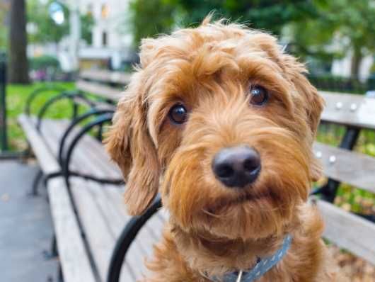 Teddy Bear Cockapoos 100 Fully Health Tested Goldendoodle