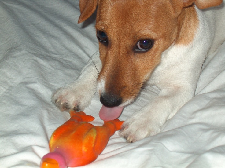 Dog Tastes Like Chicken Dog Tastes Like Chicken