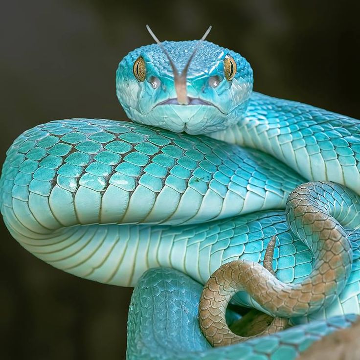 small pet snakes that stay small