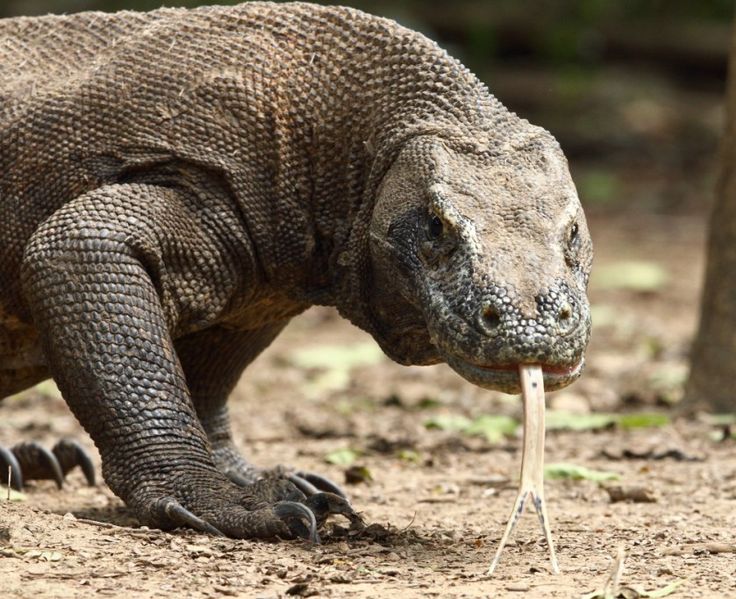 100 best komodo dragon images on pinterest amphibians komodo