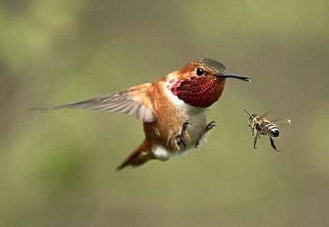Bee hummingbird size