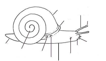 snail diagram 25 best snails images on snails homeschool snail diagram 25 best snails images on snails homeschool
