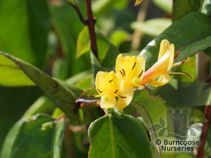 Die besten 25+ Lonicera henryi Ideen auf Pinterest Rankgitter - gartenstraucher immergrun winterhart Die besten 25+ Lonicera henryi Ideen auf Pinterest Rankgitter - gartenstraucher immergrun winterhart