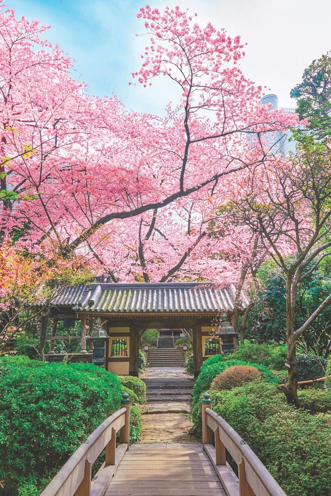 The Japanese Garden In Takanawa Has Over Twenty Varieties Of Cherry Trees And Sixteen Types Of Flow Japanese Garden Japanese Garden London Japanese Cherry Tree