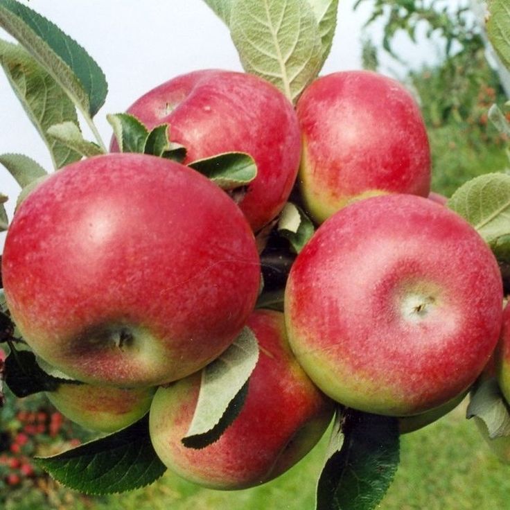 Where are mcintosh apples grown