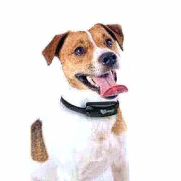 Training Problems With Electric Dog Fence Invisible Fence Dog