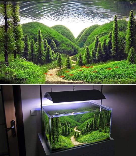 Freshwater Aquarium Design Ideas gorgeous aquarium design ideas custom aquarium design bespoke designer fish tanks aquarium design ideas freshwater A Glimpse Of The Life Of Pictus Catfish Aquarium Designaquarium Ideasturtle Freshwater Aquarium Design Ideas find this pin and more on planted aquariums by qzsuzy64 A Glimpse Of The Life Of Pictus Catfish Aquarium Designaquarium Ideasturtle