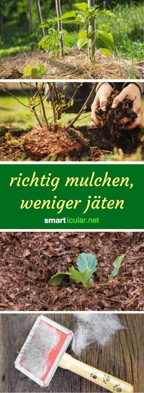 Die besten 25+ Rindenmulch Ideen auf Pinterest Vorgarten ideen - vorgartengestaltung mit rindenmulch und kies Die besten 25+ Rindenmulch Ideen auf Pinterest Vorgarten ideen - vorgartengestaltung mit rindenmulch und kies