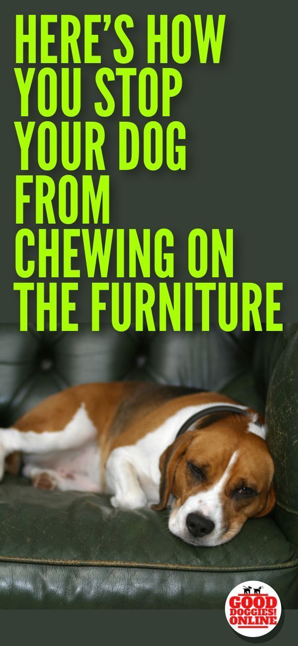 Easy Ways On How To Stop A Dog From Chewing On Furniture Dog