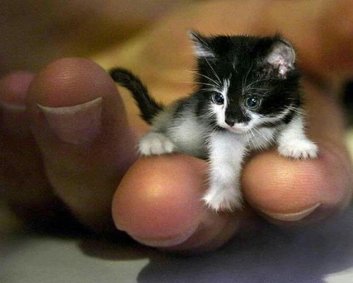 mr peebles is the guiness book of world records holder for the smallest - Biggest Cat In The World Guinness 2014 mr peebles is the guiness book of world records holder for the smallest - Biggest Cat In The World Guinness 2014