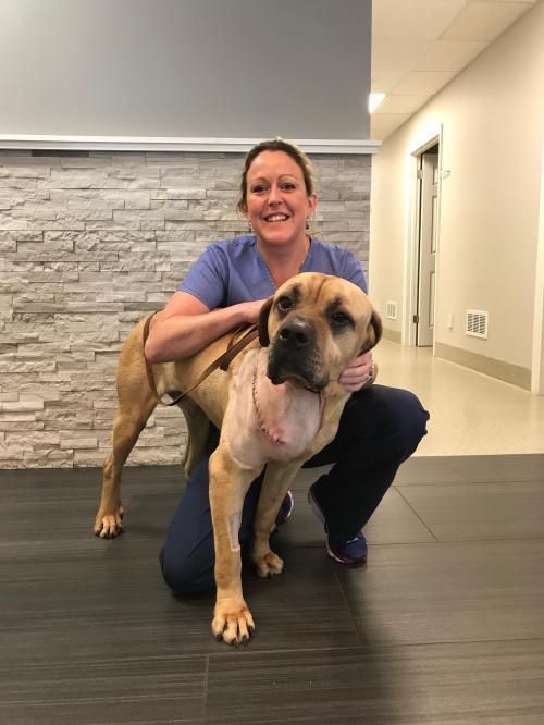 Adopt Brewer On American Bulldog Rescue Large Dog Breeds Adoption