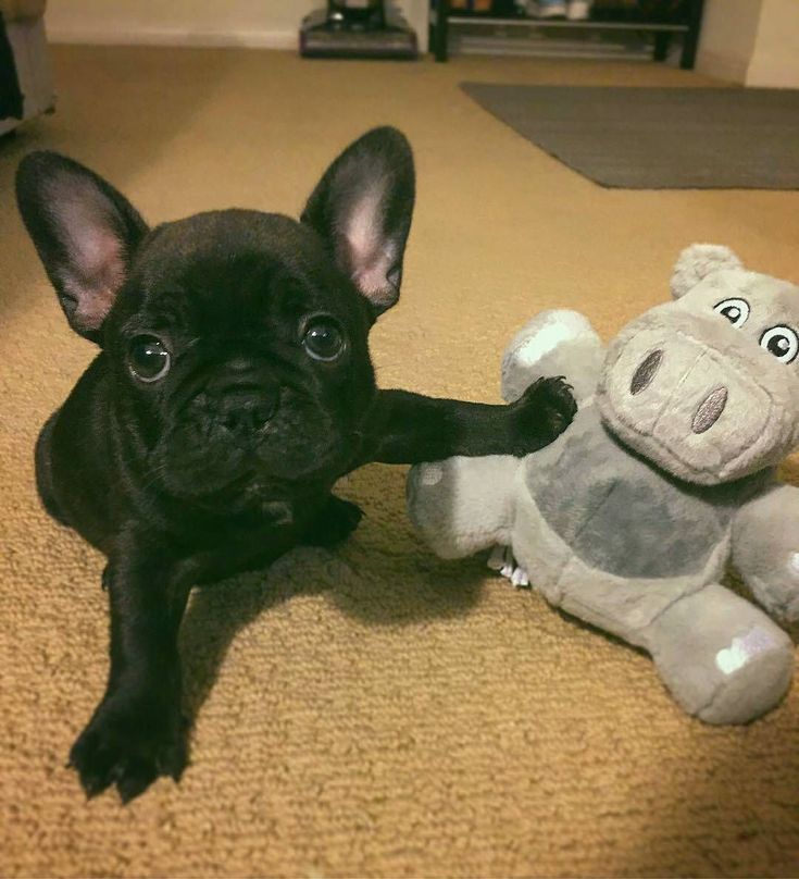 Pin By Jennifer Knox On Frenchies French Bulldog Puppies Cute