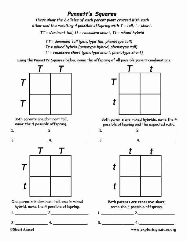 Punnett Square Practice Worksheets In 2020 With Images Biology