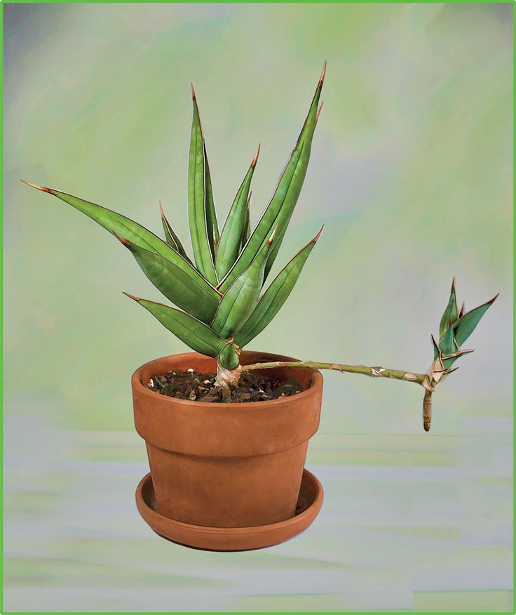 Sansevieria Pinguicula Walking 다육 식물