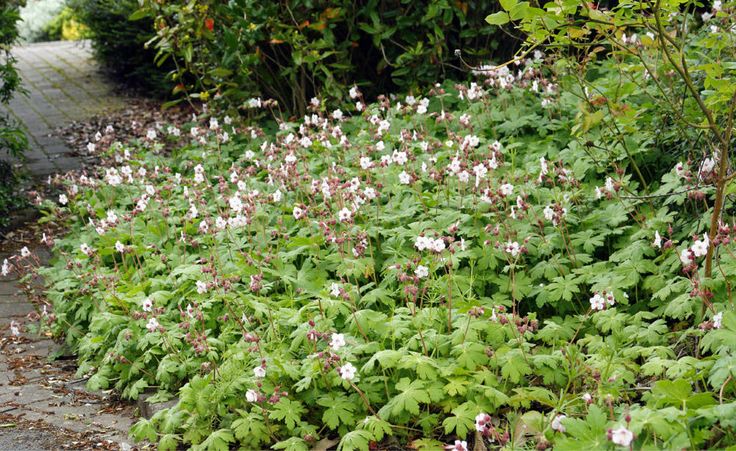 66 best Pflanzen Pflege images on Pinterest Container garden - gartenpflanzen winterhart immergrun 66 best Pflanzen Pflege images on Pinterest Container garden - gartenpflanzen winterhart immergrun